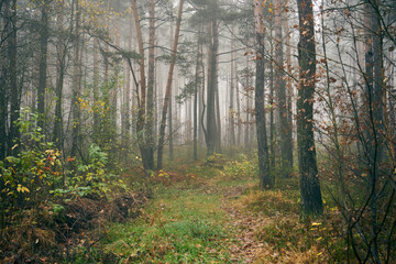 jesienna leśna ścieżka ,ścieżka,droga,mgła