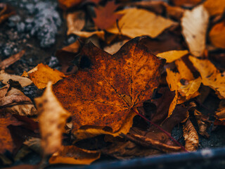 Jesienne liście © Adam