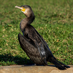 Great Cormorant Phalacrocorax carbo Costa Ballena Cadiz