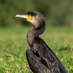 Great Cormorant Phalacrocorax carbo Costa Ballena Cadiz