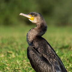 Great Cormorant Phalacrocorax carbo Costa Ballena Cadiz