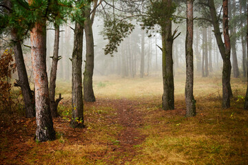 jesienna leśna ścieżka © Marcin Łazarczyk