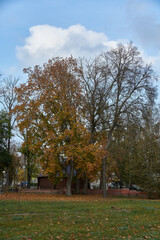 Trees in autumn in the city park.