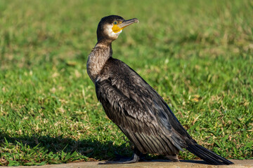 Great Cormorant Phalacrocorax carbo Costa Ballena Cadiz
