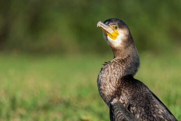 Great Cormorant Phalacrocorax carbo Costa Ballena Cadiz