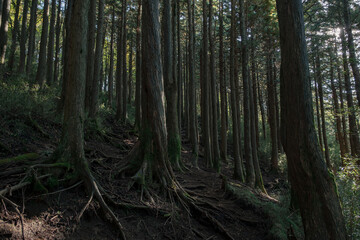 箱根の登山道の樹林帯