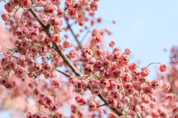 箱根の登山道の真弓の木