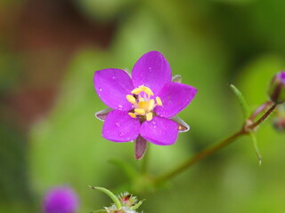 Red Sandspurry (Spergularia rubra)
