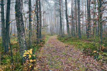jesienna leśna ścieżka - obrazy, fototapety, plakaty