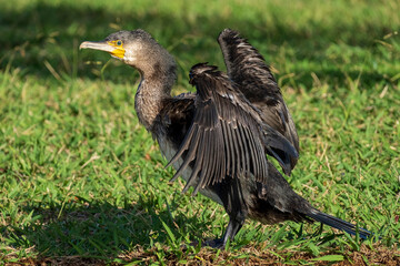 Great Cormorant Phalacrocorax carbo Costa Ballena Cadiz
