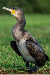 Great Cormorant Phalacrocorax carbo Costa Ballena Cadiz