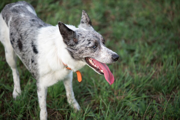 The dog is standing in the field. Portrait of a border collie close-up.