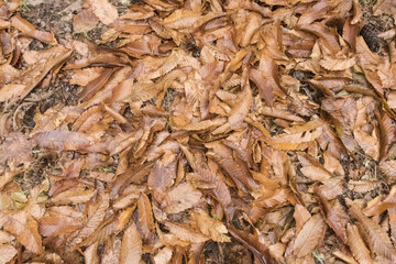 In autumn the soils of the chestnut trees are filled with the fallen leaves of the chestnut trees and paint the floors orange-brown