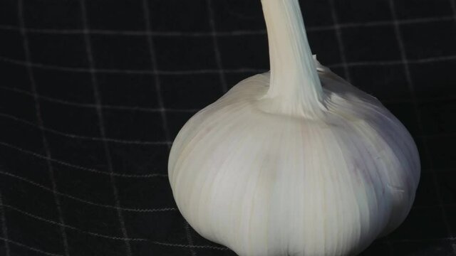 head of garlic close-up against a background of dark fabric. The garlic rotates slowly. Eco friendly food concept.