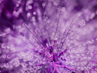Purple background with water drops like crystals on the blades of grass