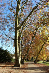 Platanes du parc Micaud en automne (Besançon) 3