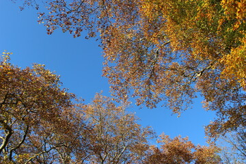 Branches de platanes dans le ciel bleu d'automne 5