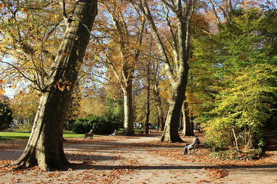 Platanes du parc Micaud en automne (Besan&ccedil;on) 2