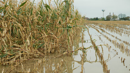 Flood corn mold blight maize yellow ears plants field damaged flooded water mud plantation damage catastrophe crops harvest mildew ear Zea mays green disaster calamity losses fall autumn, spill river