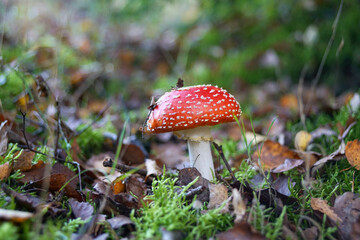 Fliegenpilz im Wald, Amanita muscaria