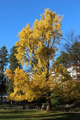 Gingko biloba en automne au parc Micaud (Besançon) 1