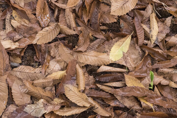 In autumn the soils of the chestnut trees are filled with the fallen leaves of the chestnut trees and paint the floors orange-brown