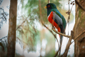 fauna local  