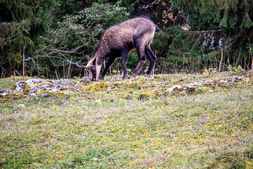 One chamois eating grasses in Jura, Switzerland. Rupicapra rupicapra in natural environment.