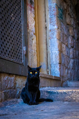 
wild cats resting in the hot streets of historic Jerusalem