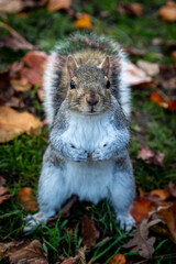 A Portrait of a Squirrel standing in a Park