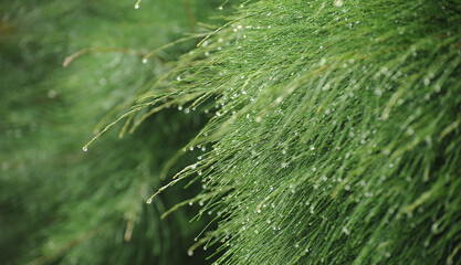 casuarina tree with water droplets  - Powered by Adobe