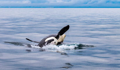 Orca (Killer Whale) breaching and jumping from the ocean in the Gulf of Alaska in Kenai Fjords National Park, near Resurrection Bay, Seward, Alaska