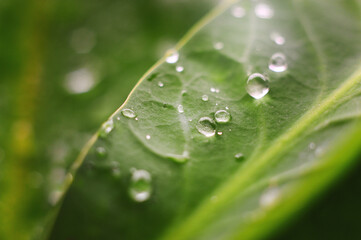 water drops on a leaf
