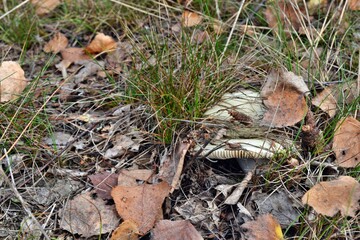 Rrussula aeruginea lindblad edible mushroom