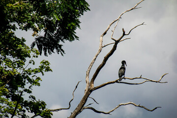 Portrait eines Cormorans auf einem Baum.