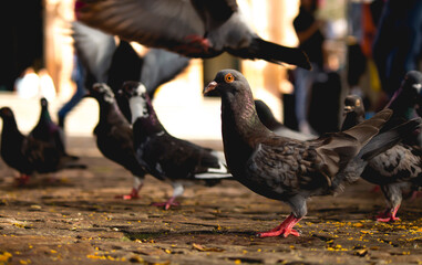 fauna local  