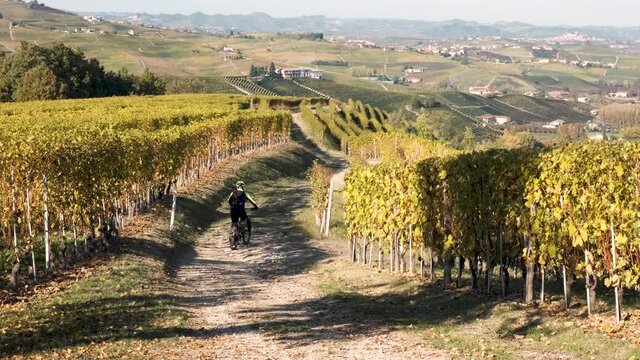 Man rides a bike on a trail among Langhe vineyards of Nebbiolo and Barbera in autumn with beautiful colors. Barolo, Piedmont, Italy.
