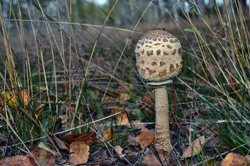 One edible parasol mushroom is growing in the forest