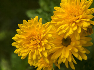 Yellow chrisantemum with many petals diagonally on the frame
