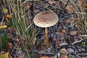 One edible parasol mushroom is growing in the forest