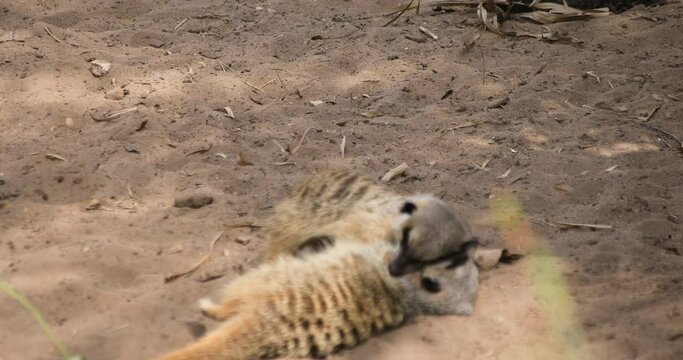 Meerkat at Taronga zoo island in Sydney daytime handheld
