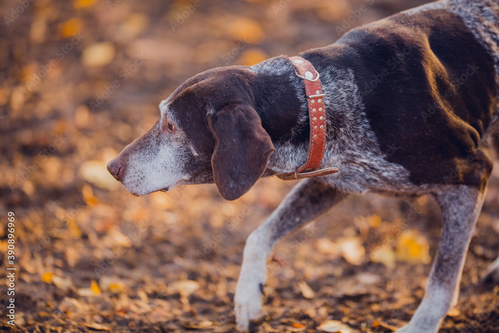 Sticker Beautiful hunting dog walks in the golden forest in November on a beautiful sunny day