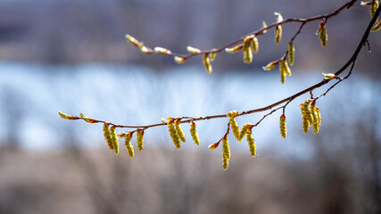 Tree branch with earrings near the river