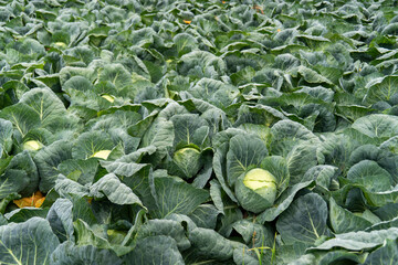 Weisskohl-Feld, bereit zur Ernte