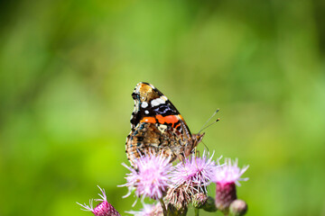 Ein Schmetterling Admiral auf einer Mariendistel.