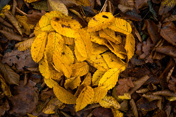 colorful, loving heart made of leaves in an autumn forest