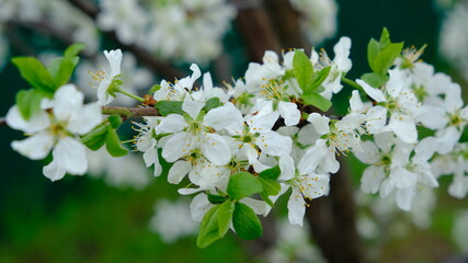 Cherry blossom in the spring.