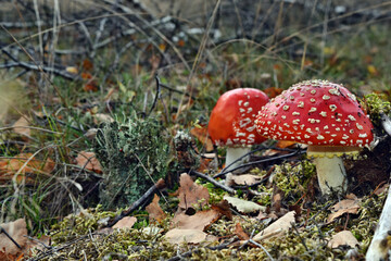 Toxic red mushroom amanita muscaria