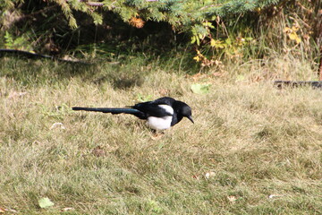 Magpie Looking For Food