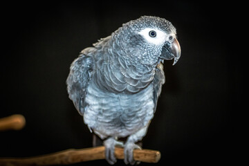 african grey parrot timneh